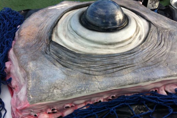Kraken 20at net