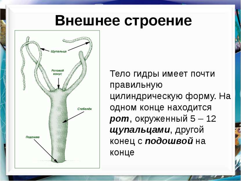 Ссылка в магазин на кракен